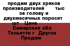 продам двух хряков производителей 60000тыс.за голову и двухмесячных поросят 10шт › Цена ­ 60 000 - Самарская обл., Тольятти г. Другое » Продам   